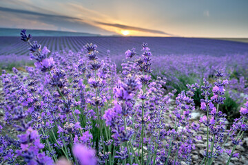 Beautiful landscape with lavender close-up in a purple field during sunset