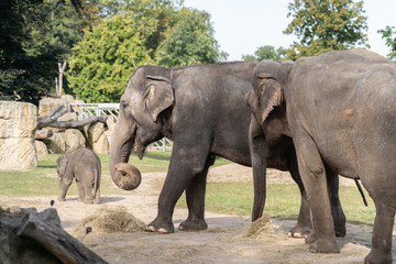 african elephant family