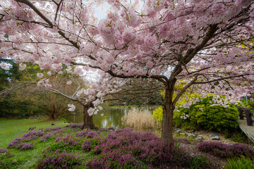 Obraz na płótnie Canvas Cherry blossoms, trees, spring, beautiful, Richmond BC