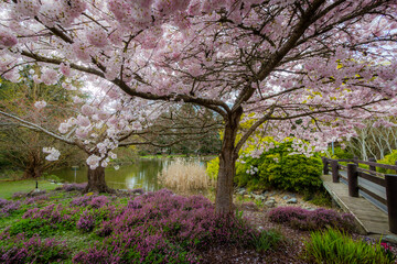 Cherry blossoms, trees, spring, beautiful, Richmond BC