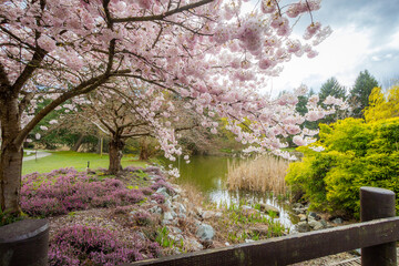 Cherry blossoms, trees, spring, beautiful, Richmond BC