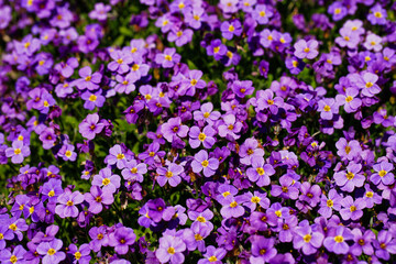 View of lilac aubrieta deltoidea flowers in the summer garden