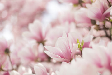 Obraz na płótnie Canvas Closeup of magnolia tree blossom with blurred background and warm sunshine