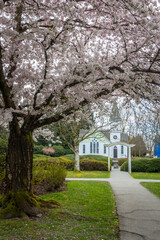 Cherry blossoms, trees, spring, beautiful, Richmond BC