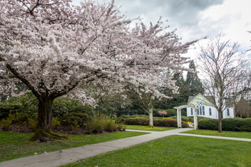 Cherry blossoms, trees, spring, beautiful, Richmond BC