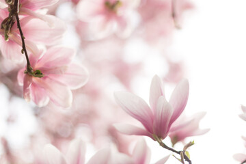 Spring floral background. Beautiful light pink magnolia flowers in soft light.