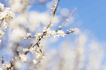 White cherry blossom, idea of the spring awakening