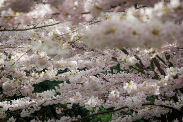 Cherry blossoms, trees, spring, beautiful, Richmond BC