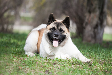 American akita walks in nature
