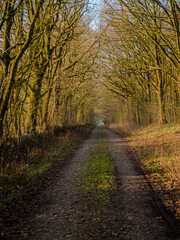 In the northern woods