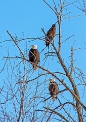 Eagles in a Tree