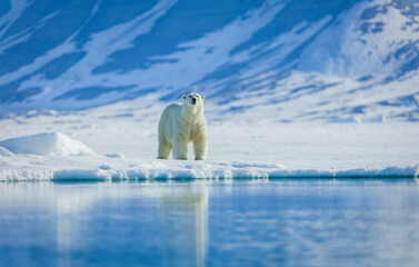 Polar bears in the arctic, Svalbard.  - obrazy, fototapety, plakaty