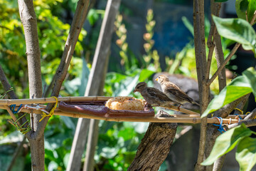 moineau picore du riz