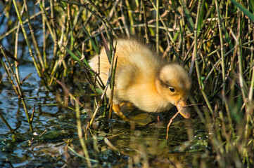 baby duck in the grass