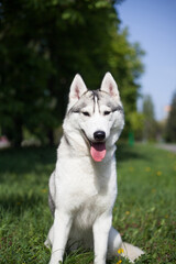 Siberian husky and flower 