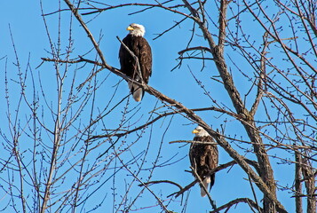Eagles in a Tree