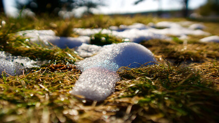 Snow melting in the spring. Pine cone above the snow. Yellowing plants and snow.