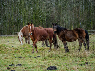 Fototapeta premium Horses on the field near the woods in northern Germany