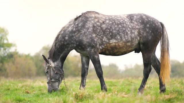 Beautiful gray horse grazing in summer field. Green pasture with feeding farm stallion.