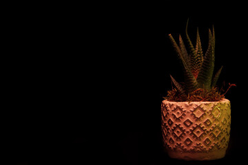 cactus in a pot house decoration parts. succulent plant