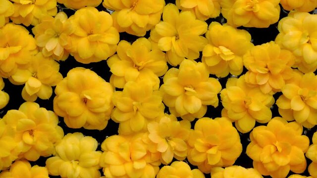 Flowers. Top view of yellow flowers on water background loop. Beautiful kalanchoe blossom flower heads floating. 