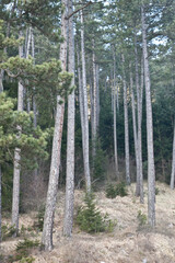 trees in the forest