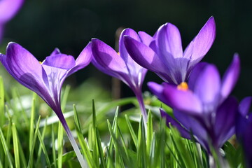 Violette Krokusse auf einer Wiese