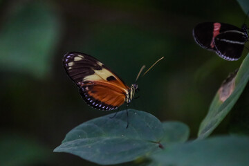 Butterflies in the cloud forest of Ecuador