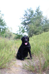 black labrador in the forest