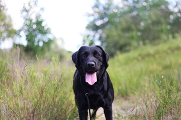 black labrador in the forest