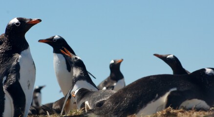 Obraz premium SONY DSC