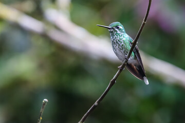 Hummingbirds in the cloud forest in Ecuador