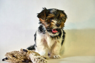 The puppy yawns and stuck out his tongue a small Yorkshire terrier. Small dog on a white background with a cute bow. A romantic photo with a pet and a baby animal. High quality photo