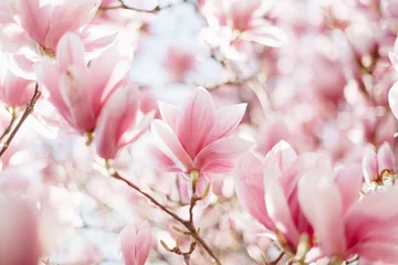 Fototapeten Nahaufnahme der Magnolienblüte, floraler Hintergrund, weicher Fokus © Olha Sydorenko