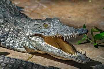crocodile in the zoo