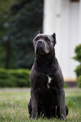 Dog breed cane corso in the park