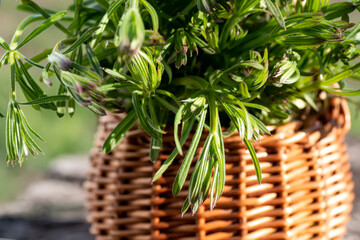 Galium aparine cleavers, in basket on wooden table. plant is used in ayurveda and traditional medicine for poultice. grip grass Plant stalks close-up In spring