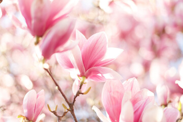 Close up of lovely magnolia bloom. Springtime blossom. Spring background