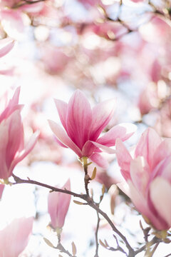 Spring floral background. Beautiful light pink magnolia flowers in soft light © Olha Sydorenko