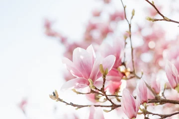 Poster Close up of lovely magnolia bloom. Springtime blossom. Spring background © Olha Sydorenko