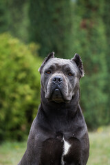 Dog breed cane corso in the park