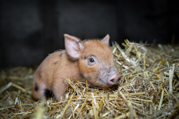 Ferkelaufzucht in einer Hobbyschweinezucht, niedliches Ferkel im Stroh - Symbolfoto.