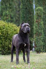 Dog breed cane corso in the park