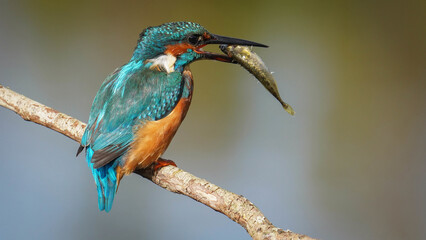 Eisvogel	
