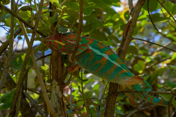 Cameleon © Michael