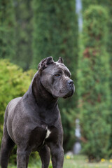 cane corso  in the park