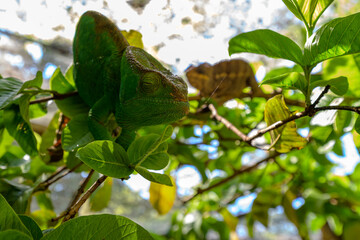 Cameleon © Michael
