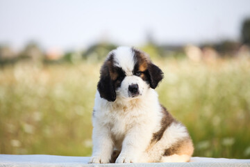 cute puppy Moscow guard dog