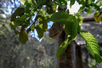 Cameleon © Michael