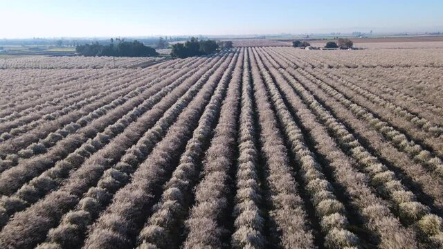 Cinematic aerial shot of massive field of almond trees in San Joaquin Valley in Central California